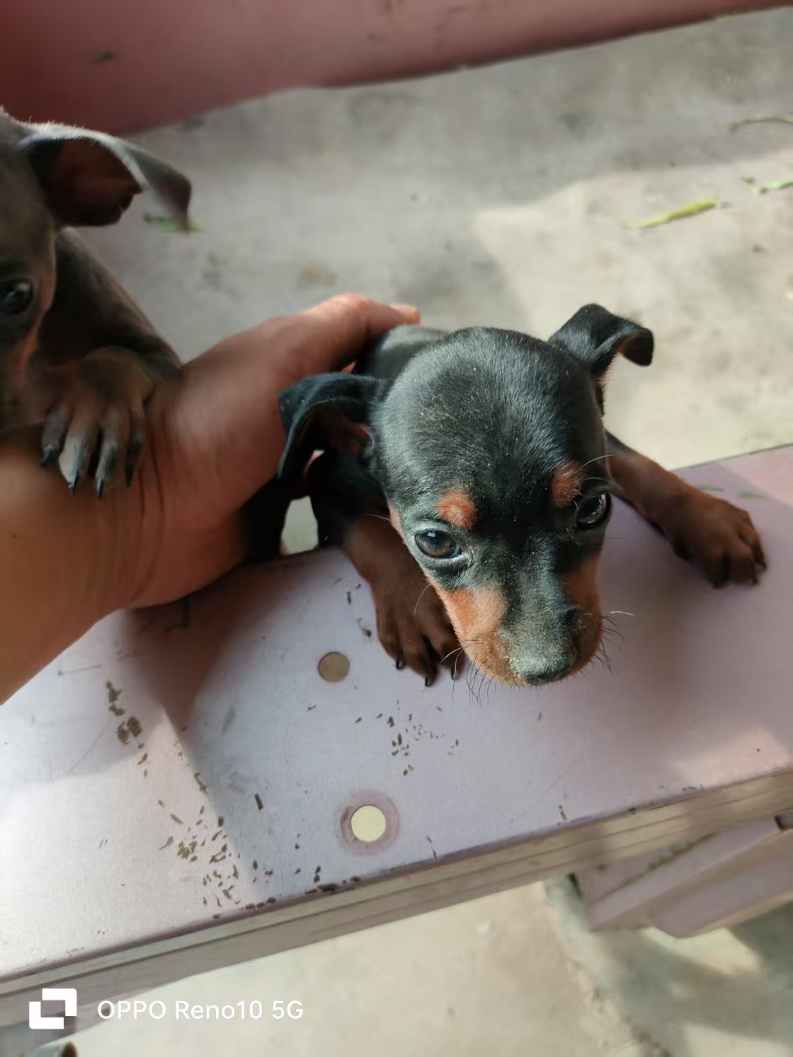 小鹿犬